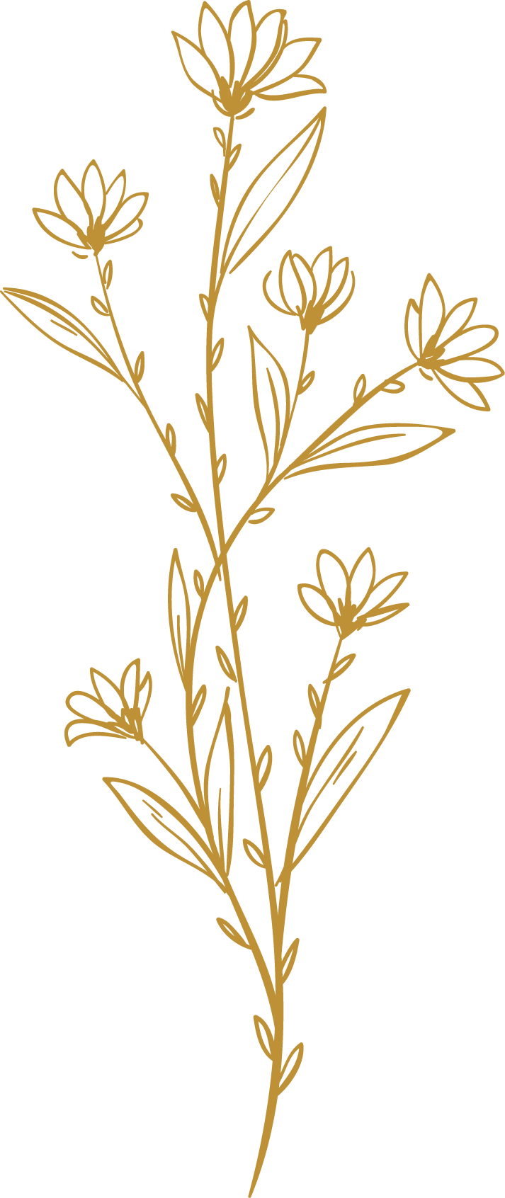 dessin de plante fleurie